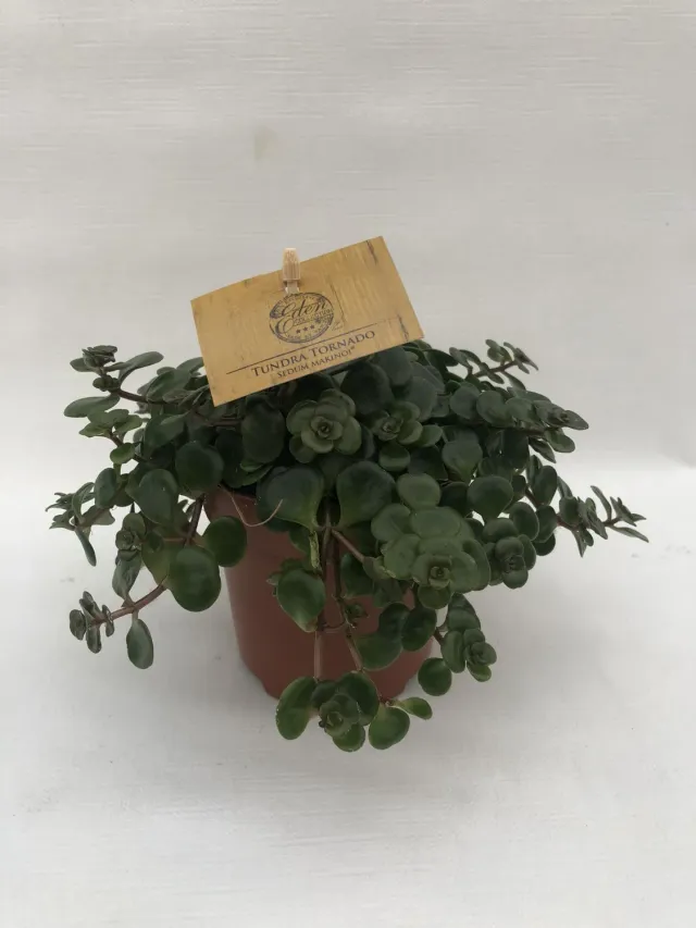 Tuincentrum Heerdink Sedum makinoi Tornado vetkruid winterhard
