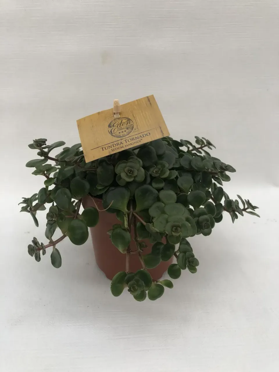 Tuincentrum Heerdink Sedum makinoi Tornado vetkruid winterhard