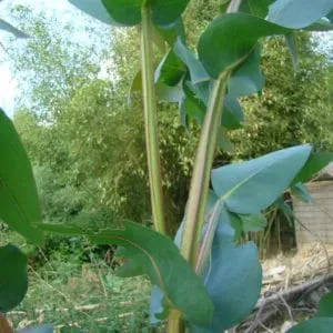 The Natural World Eucalyptus nitens plant winterhard blad