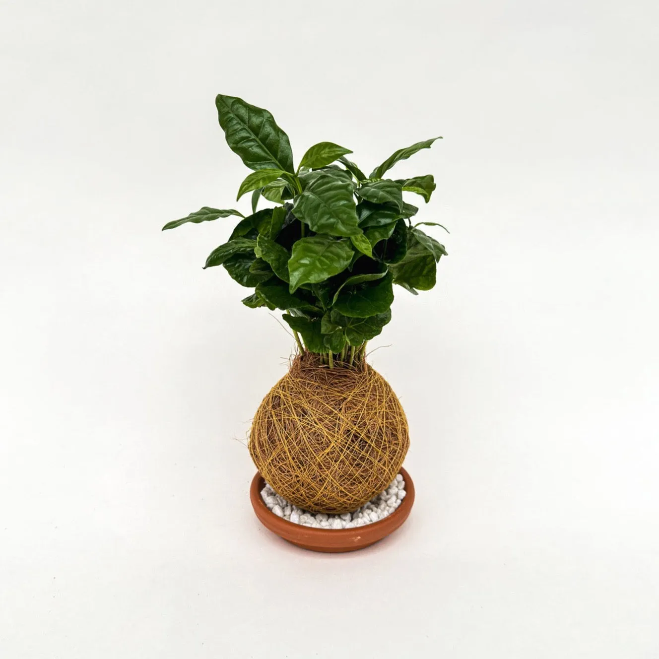 House of Koko Koffieplantje Kokedama met schaaltje compact