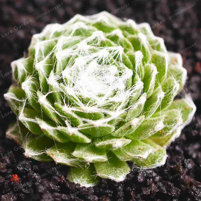 The Natural World Sempervivum arachnoideum vetplant P9