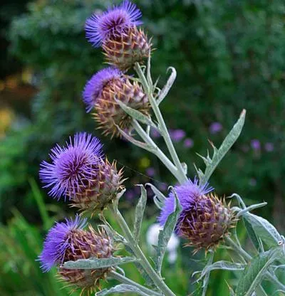 The Natural World Cynara cardunculus kardoenplant eetbaar