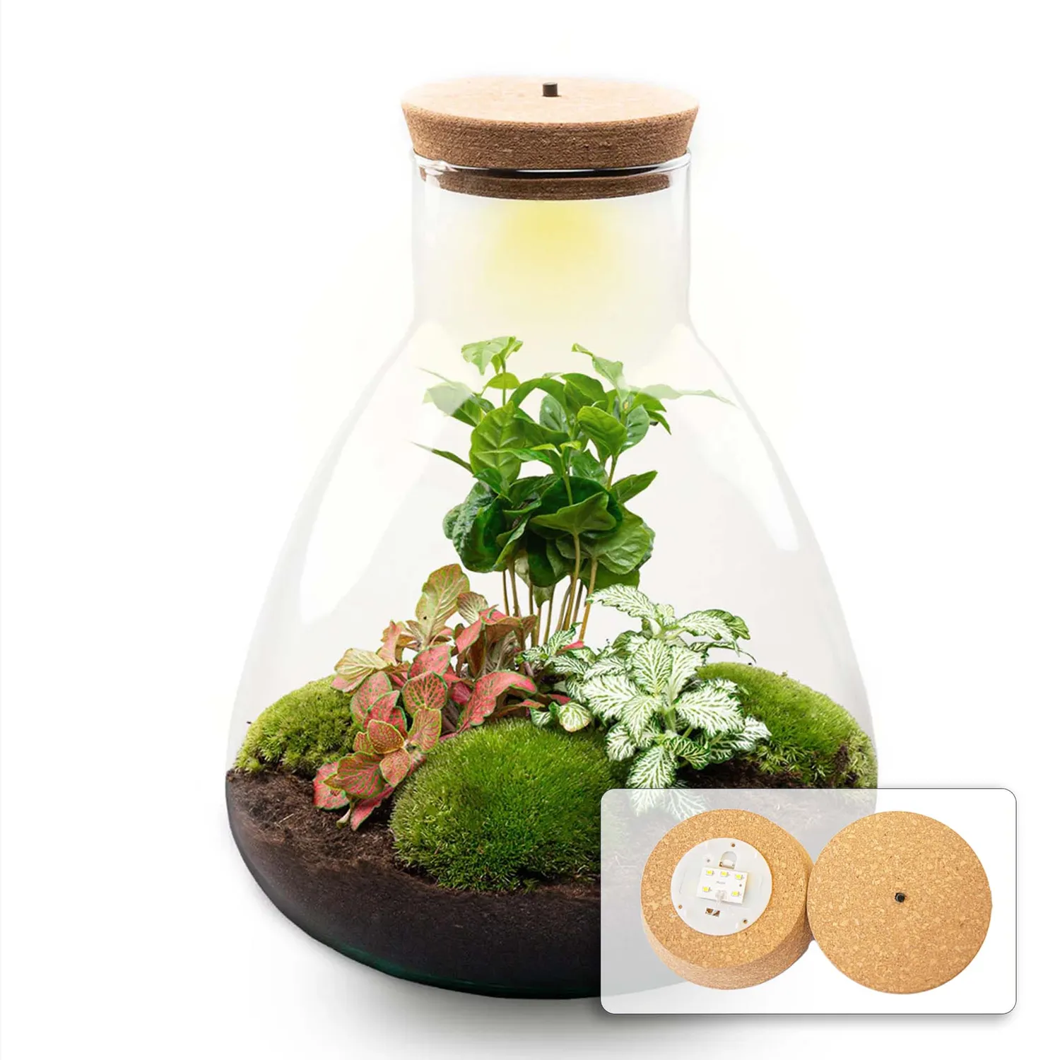Urbanjungl Sam Coffea plantenterrarium DIY kit met licht 24 cm