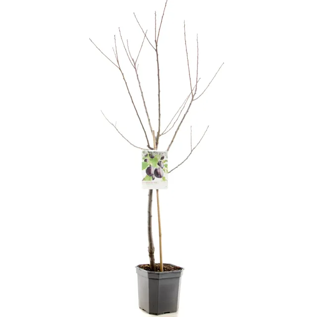 Tuincentrum Heerdink Prunus domestica Czar pruimenboom eetbaar