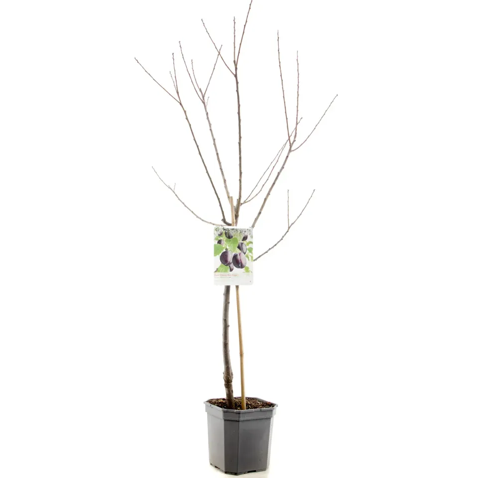 Tuincentrum Heerdink Prunus domestica Czar pruimenboom eetbaar